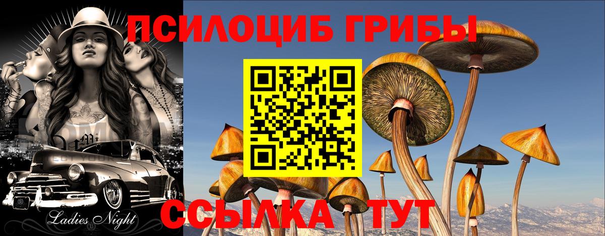 Александров  Псилоцибиновые грибы Cubensis  Псилоцибиновые грибы Cubensis  Вход с VPN 